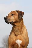 RODESIAN RIDGEBACK 046